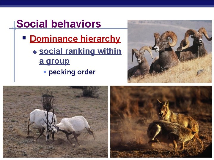 Social behaviors § Dominance hierarchy u social ranking within a group § pecking order