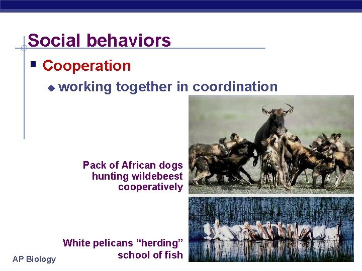 Social behaviors § Cooperation u working together in coordination Pack of African dogs hunting