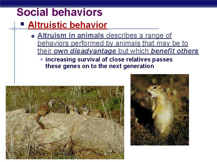 Social behaviors § Altruistic behavior u Altruism in animals describes a range of behaviors