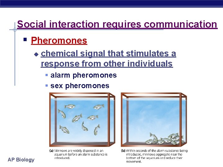 Social interaction requires communication § Pheromones u chemical signal that stimulates a response from