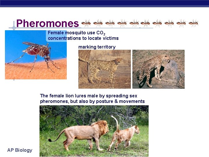 Pheromones Female mosquito use CO 2 concentrations to locate victims marking territory The female