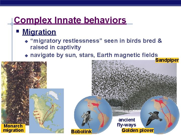 Complex Innate behaviors § Migration u u Monarch AP Biology migration “migratory restlessness” seen