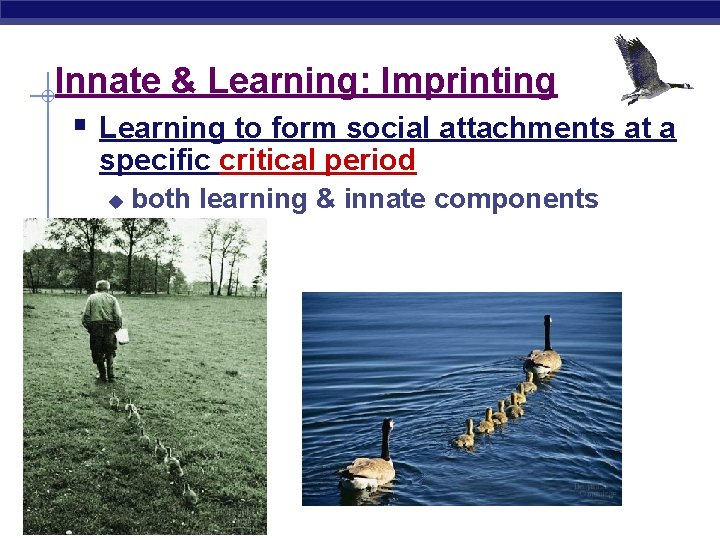 Innate & Learning: Imprinting § Learning to form social attachments at a specific critical