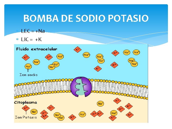 BOMBA DE SODIO POTASIO LEC = +Na LIC = +K 