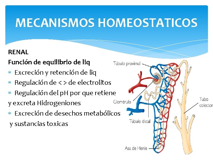 MECANISMOS HOMEOSTATICOS RENAL Función de equilibrio de liq Excreción y retención de liq Regulación