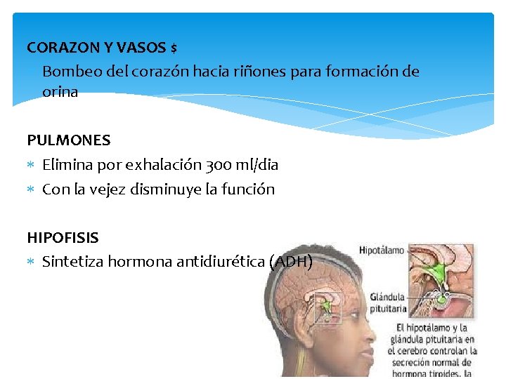 CORAZON Y VASOS $ Bombeo del corazón hacia riñones para formación de orina PULMONES