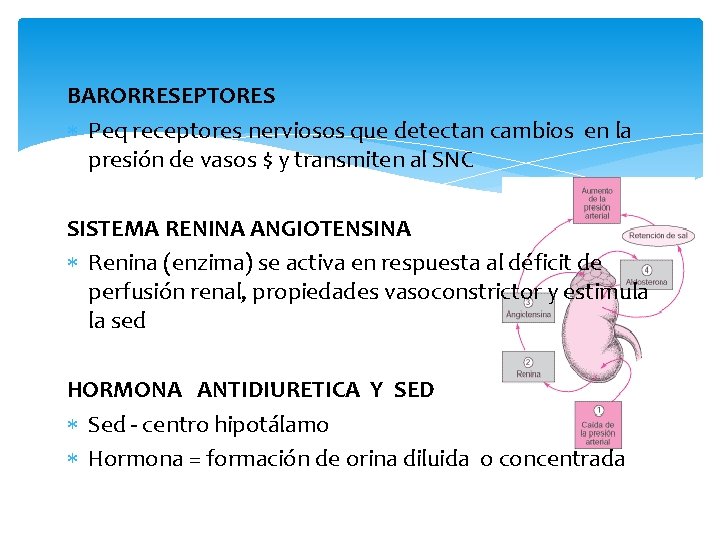 BARORRESEPTORES Peq receptores nerviosos que detectan cambios en la presión de vasos $ y