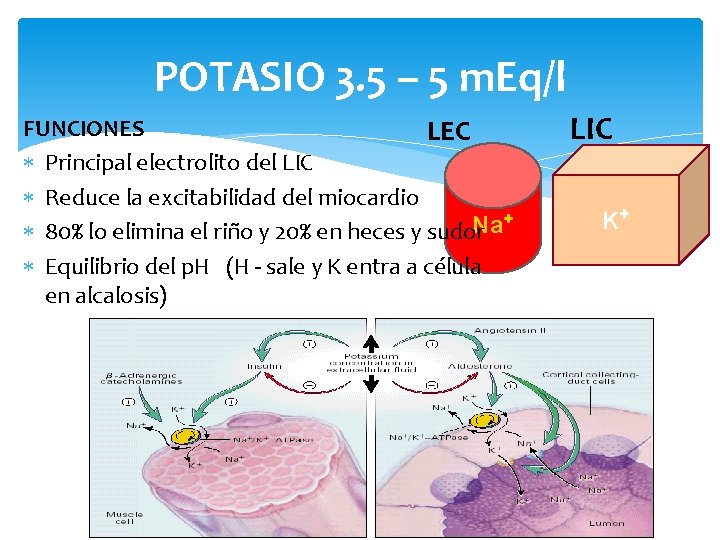 POTASIO 3. 5 – 5 m. Eq/l FUNCIONES LEC Principal electrolito del LIC Reduce