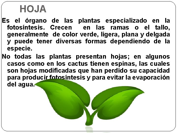 HOJA Es el órgano de las plantas especializado en la fotosíntesis. Crecen en las