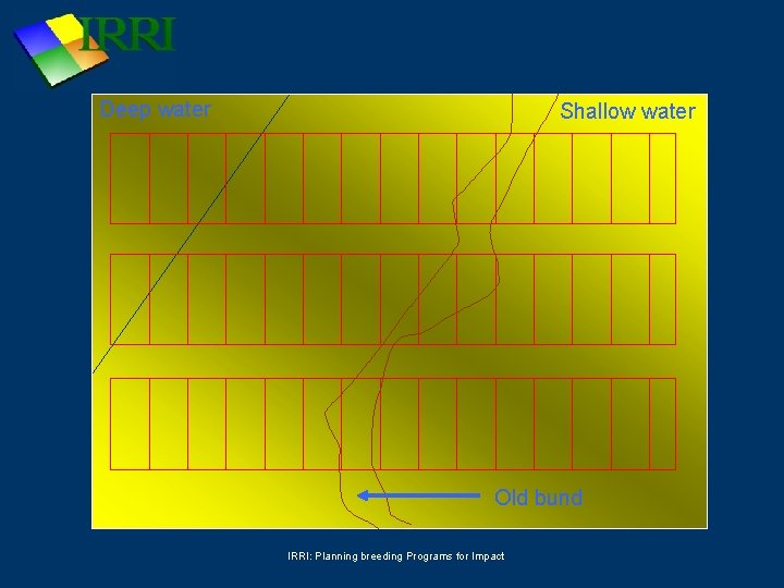 Deep water Shallow water Old bund IRRI: Planning breeding Programs for Impact 