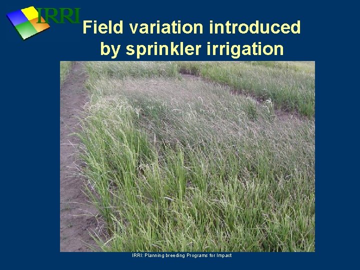 Field variation introduced by sprinkler irrigation IRRI: Planning breeding Programs for Impact 
