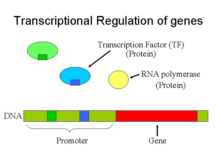 Transcriptional Regulation of genes Transcription Factor (TF) (Protein) RNA polymerase (Protein) DNA Promoter Gene
