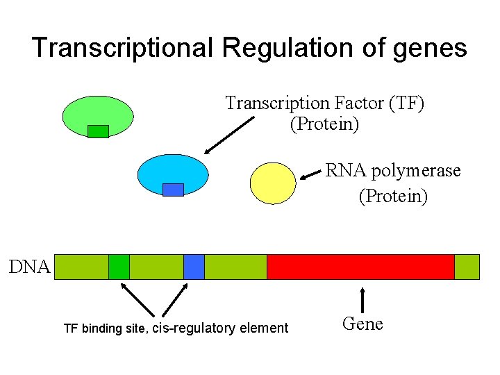Transcriptional Regulation of genes Transcription Factor (TF) (Protein) RNA polymerase (Protein) DNA TF binding