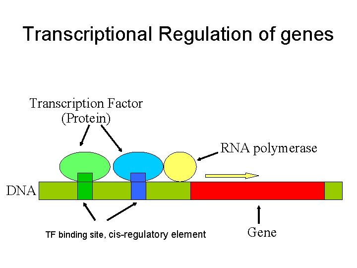 Transcriptional Regulation of genes Transcription Factor (Protein) RNA polymerase DNA TF binding site, cis-regulatory