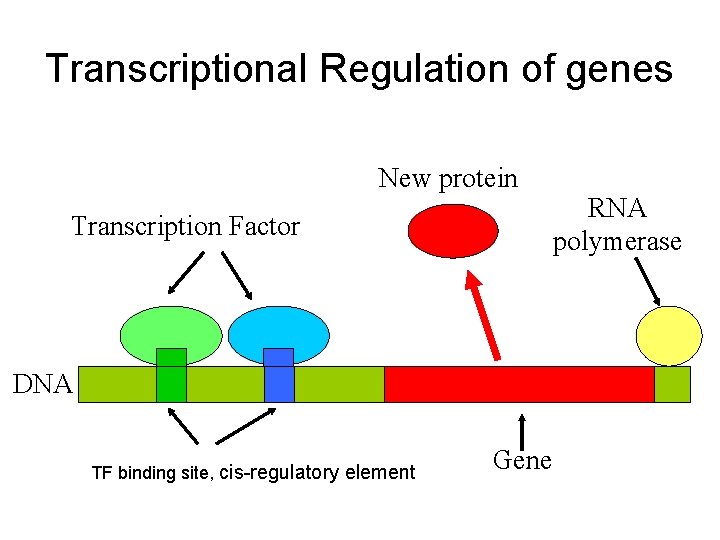 Transcriptional Regulation of genes New protein Transcription Factor DNA TF binding site, cis-regulatory element
