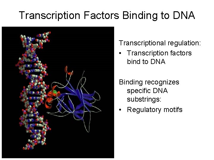 Transcription Factors Binding to DNA Transcriptional regulation: • Transcription factors bind to DNA Binding