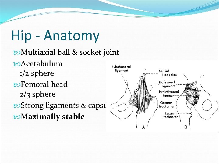 Hip - Anatomy Multiaxial ball & socket joint Acetabulum 1/2 sphere Femoral head 2/3
