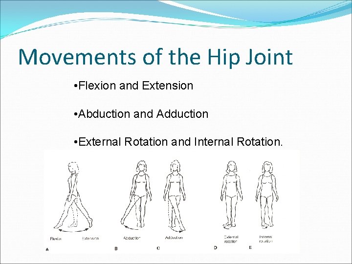 Movements of the Hip Joint • Flexion and Extension • Abduction and Adduction •