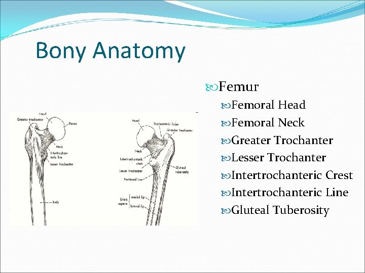Bony Anatomy Femur Femoral Head Femoral Neck Greater Trochanter Lesser Trochanter Intertrochanteric Crest Intertrochanteric