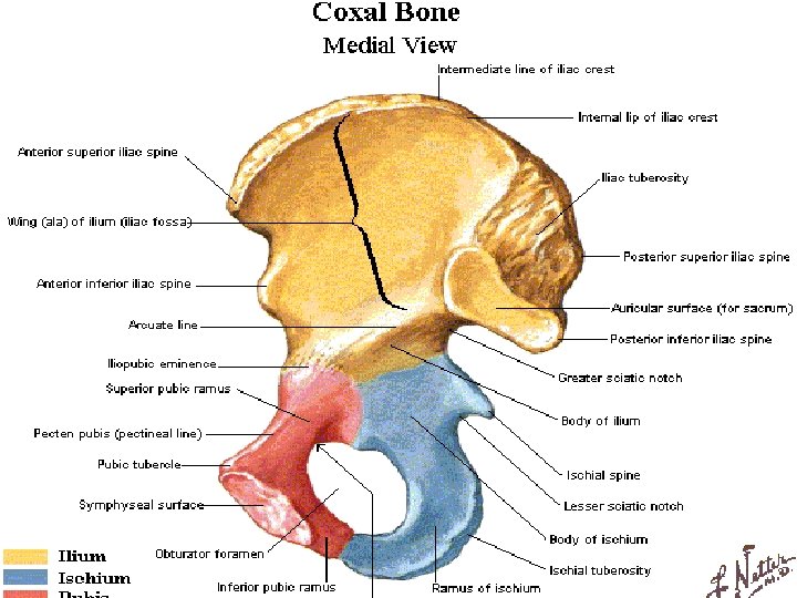 BONY ANATOMY OF THE HIP 