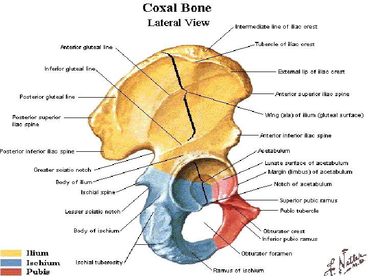 BONY ANATOMY OF THE HIP 