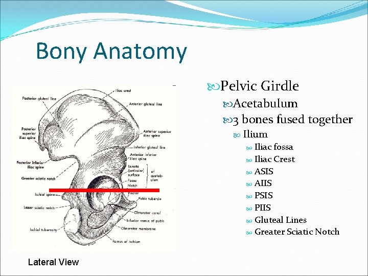 Bony Anatomy Pelvic Girdle Acetabulum 3 bones fused together Ilium Iliac fossa Iliac Crest