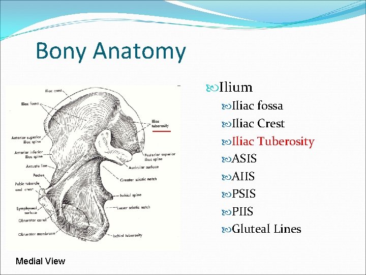 Bony Anatomy Ilium Iliac fossa Iliac Crest Iliac Tuberosity ASIS AIIS PSIS PIIS Gluteal