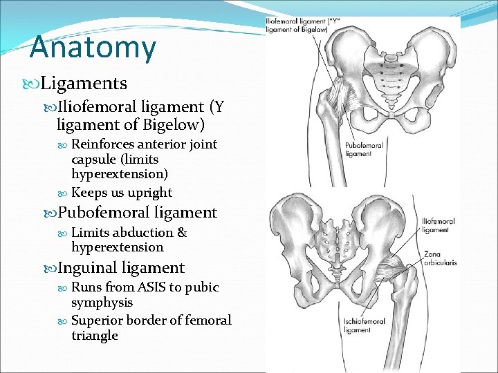 Anatomy Ligaments Iliofemoral ligament (Y ligament of Bigelow) Reinforces anterior joint capsule (limits hyperextension)