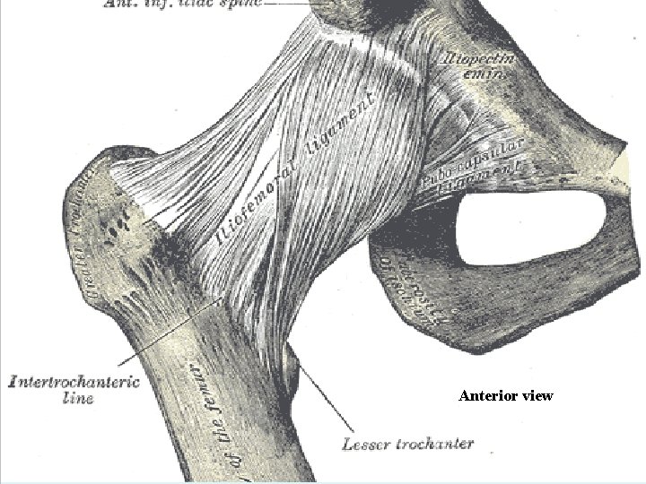 Anterior view 