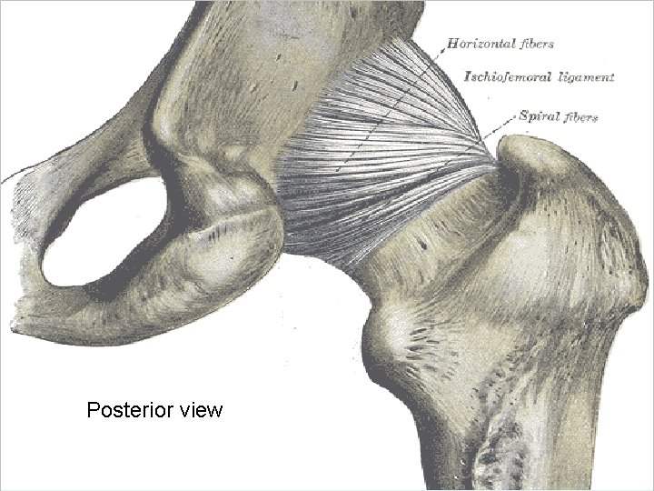 Posterior view 