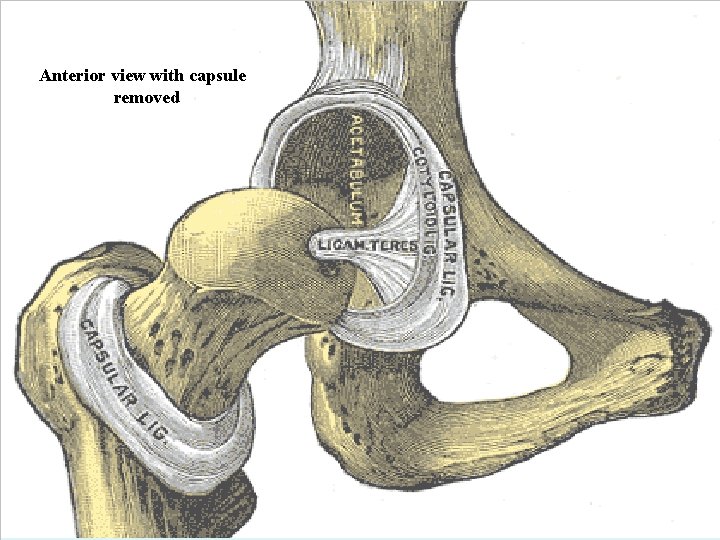Anterior view with capsule removed 