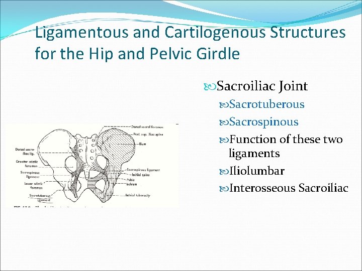 Ligamentous and Cartilogenous Structures for the Hip and Pelvic Girdle Sacroiliac Joint Sacrotuberous Sacrospinous