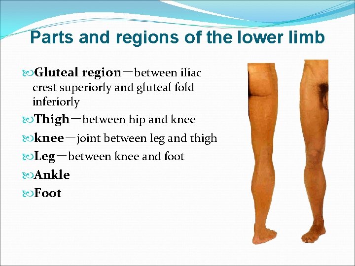 Parts and regions of the lower limb Gluteal region－between iliac crest superiorly and gluteal