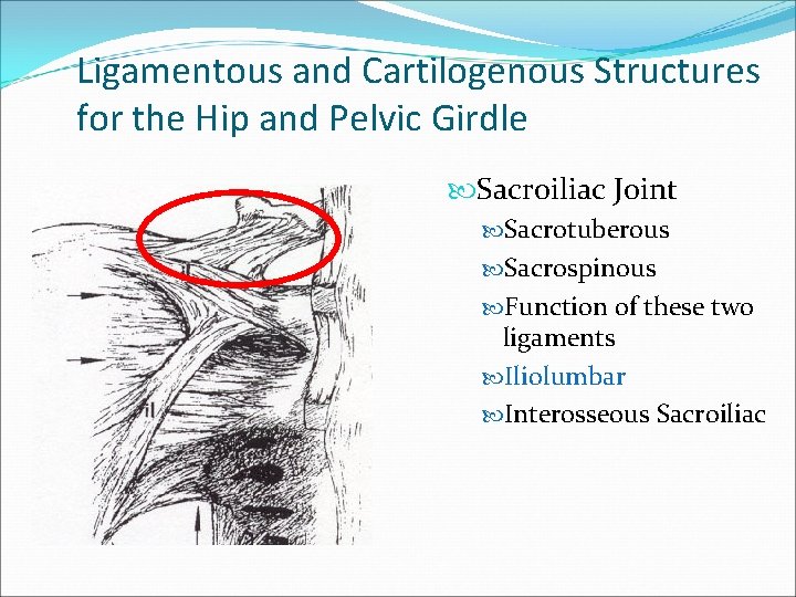 Ligamentous and Cartilogenous Structures for the Hip and Pelvic Girdle Sacroiliac Joint Sacrotuberous Sacrospinous