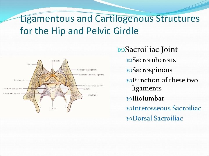 Ligamentous and Cartilogenous Structures for the Hip and Pelvic Girdle Sacroiliac Joint Sacrotuberous Sacrospinous