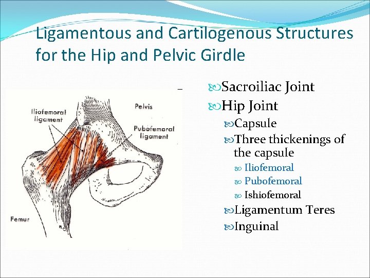 Ligamentous and Cartilogenous Structures for the Hip and Pelvic Girdle Sacroiliac Joint Hip Joint