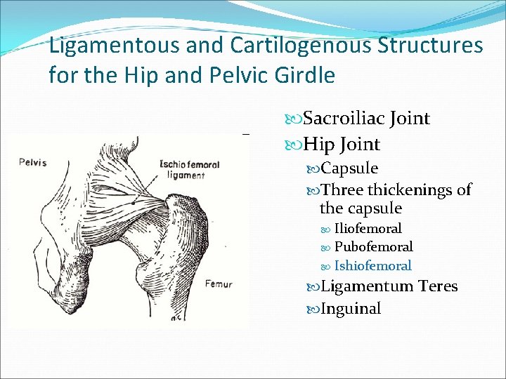 Ligamentous and Cartilogenous Structures for the Hip and Pelvic Girdle Sacroiliac Joint Hip Joint