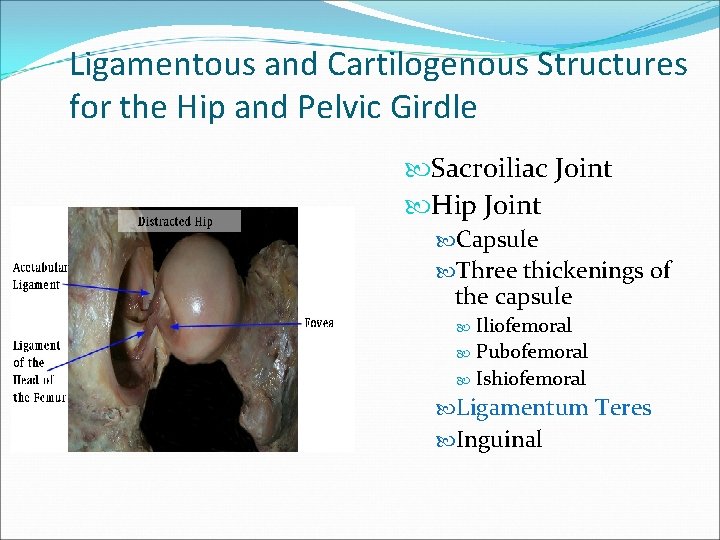 Ligamentous and Cartilogenous Structures for the Hip and Pelvic Girdle Sacroiliac Joint Hip Joint