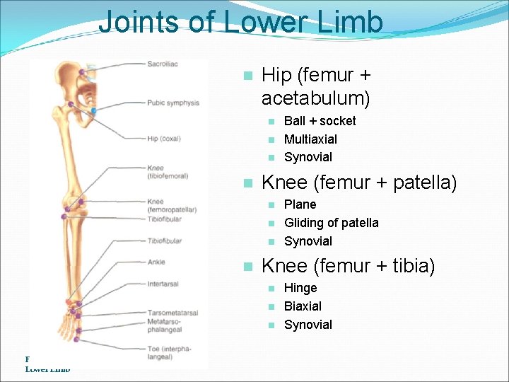 Joints of Lower Limb n Hip (femur + acetabulum) n n Knee (femur +