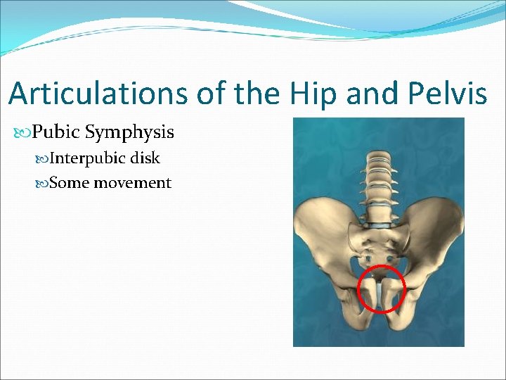 Articulations of the Hip and Pelvis Pubic Symphysis Interpubic disk Some movement 