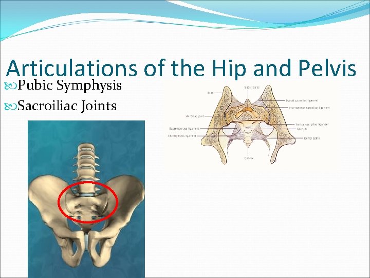 Articulations of the Hip and Pelvis Pubic Symphysis Sacroiliac Joints 