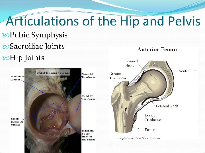 Articulations of the Hip and Pelvis Pubic Symphysis Sacroiliac Joints Hip Joints 