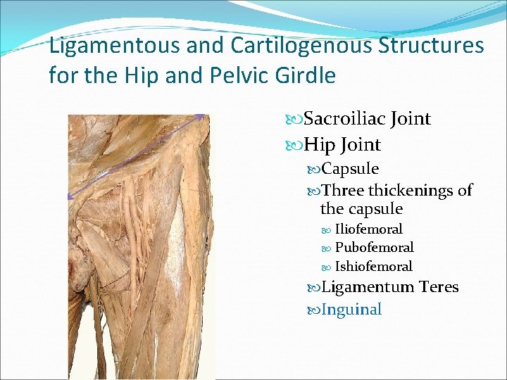 Ligamentous and Cartilogenous Structures for the Hip and Pelvic Girdle Sacroiliac Joint Hip Joint