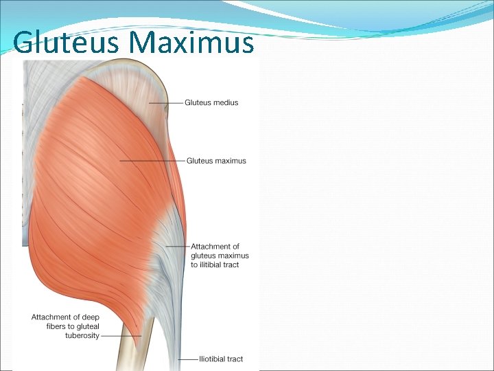 Gluteus Maximus 