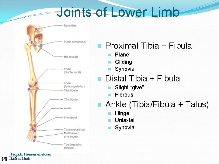 Joints of Lower Limb n Proximal Tibia + Fibula n n Distal Tibia +