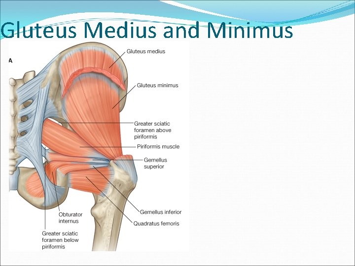 Gluteus Medius and Minimus 