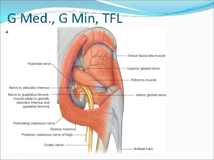 G Med. , G Min, TFL 