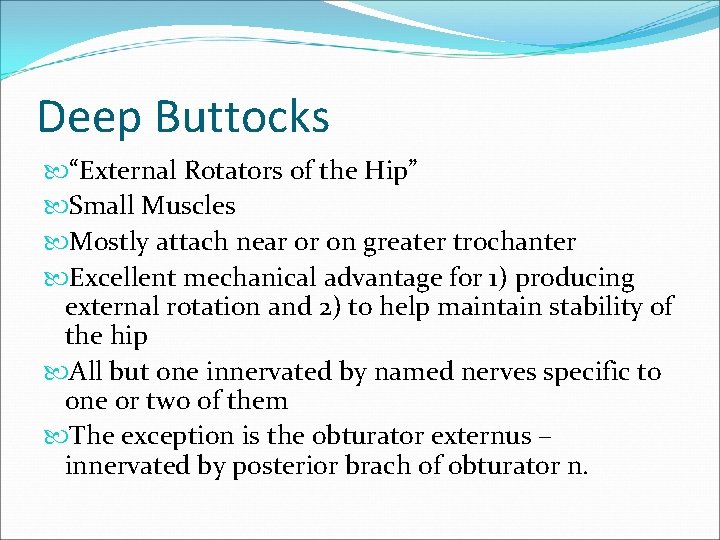 Deep Buttocks “External Rotators of the Hip” Small Muscles Mostly attach near or on