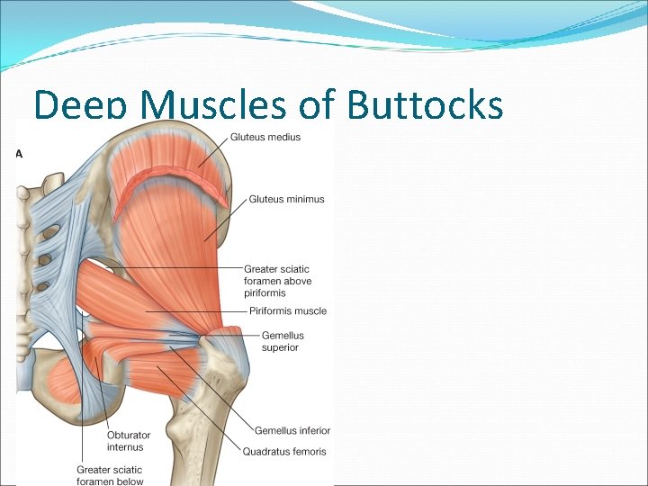 Deep Muscles of Buttocks 