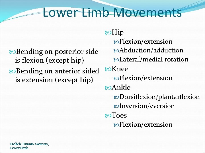 Lower Limb Movements Hip Flexion/extension Abduction/adduction Bending on posterior side Lateral/medial rotation is flexion